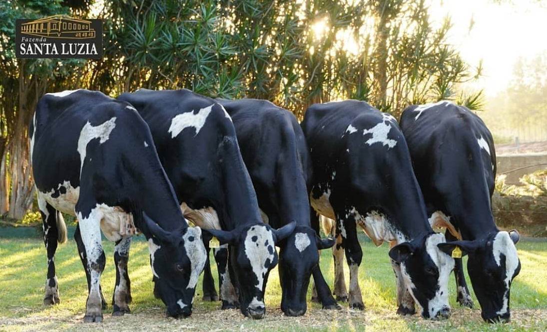 Cows